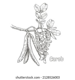 Branche de caroube dessinée à la main avec fleurs, feuilles et caroubes. Illustration vectorielle isolée sur fond blanc.