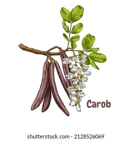 Branche de caroube dessinée à la main avec fleurs, feuilles et caroubes. Illustration vectorielle isolée sur fond blanc.