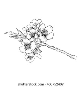 Hand drawn branch of cherry blossom isolated on white background. Vector. Hand drawn artwork. Love concept for wedding invitations, cards, tickets, congratulations, branding, boutique logo, label. 