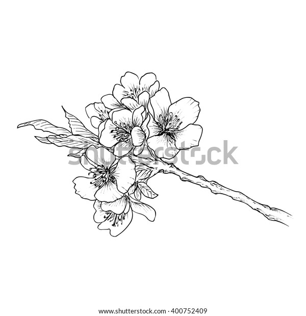 Hand Drawn Branch Cherry Blossom Isolated Stock Vector (Royalty Free ...