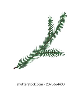 Hand drawn a branch of a Christmas tree. Fir branches. Vector doodle sketch illustration isolated on white background.