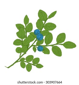 Hand drawn branch of colorful vector blueberry with a three berries. Isolated layered illustration with outline and fill.