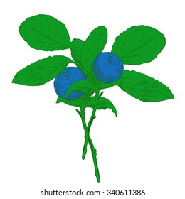 Hand drawn branch of colorful vector blueberry with two berries. Isolated layered illustration with outline and fill.