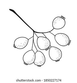 Hand drawn branch with berriesю Decoration element for design invitation, wedding cards, valentines day.