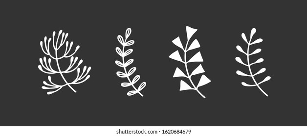Hand drawn branch for design use. White Vector doodle flowers . Abstract pencil boho drawing. Artistic illustration elements plant and bloom on black chalk board