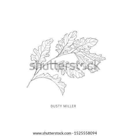 Hand drawn branch of dusty miller plant. Line art vector graphic.