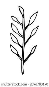 Hand Drawn Branch Leaf Doodle. Vector Botanical Illustration.