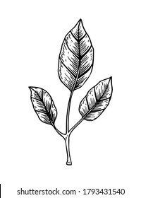 Hand drawn branch with leaves isolated on white background. Vector illustration in sketch style