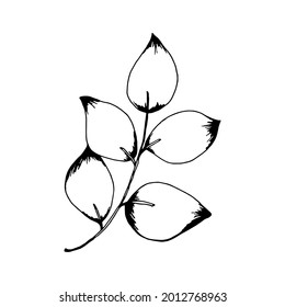 Hand drawn branch with leaves isolated on white background. Decorative doodle sketch illustration. Vector floral element.