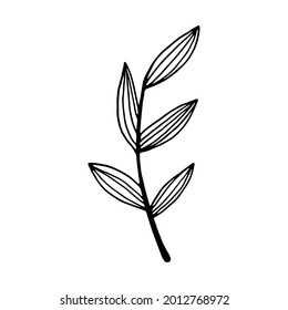 Rama dibujada a mano con hojas aisladas sobre fondo blanco. Dibujo decorativo del dibujo del doodle. Elemento vectorial floral.
