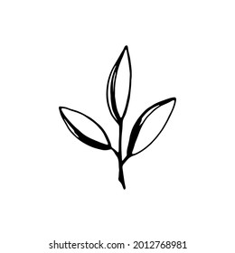 Rama dibujada a mano con hojas aisladas sobre fondo blanco. Dibujo decorativo del dibujo del doodle. Elemento vectorial floral.