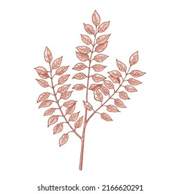 Hand drawn branch with leaves isolated on white. Vector illustration in sketch style.