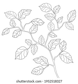 Hand drawn branch with leaves and simple floral patterns on a white isolated background. Summer botanical illustration. Suitable for coloring book.