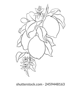 Hand drawn branch of Lemon fruits, leaves and flowers. Sketch vector illustration. Black ink outline of citrus. Isolated on white background. Design for menu, package, cosmetic, textile