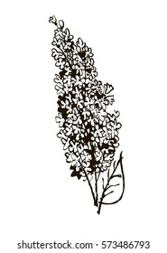 Hand drawn branch of lilac - isolated spring vector illustration. Elements for your design. White background. Collection of hand drawn flowers.