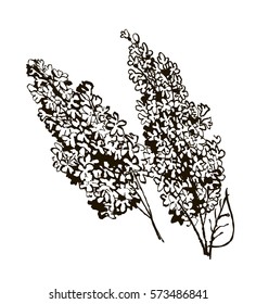 Hand drawn branch of lilac - isolated spring vector illustration. Elements for your design. White background. Collection of hand drawn flowers.