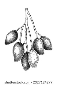 Hand drawn branch with mango sketch. Tropical fruit vector illustration isolated on white background. Mangos in engraved style. Botanical drawing for label design, juice packaging design, menu