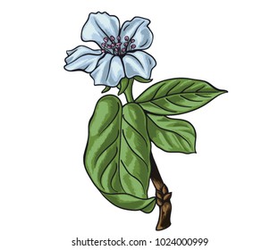 Hand drawn branch of medlar tree with flower and leaves. Medlar blooming flowers vector illustration.