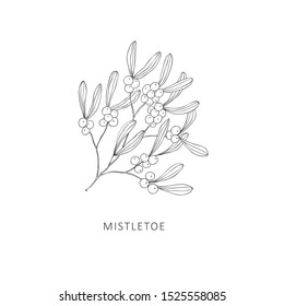 Rama dibujada a mano de la planta de mistletoe. Gráfica vectorial de arte de línea.