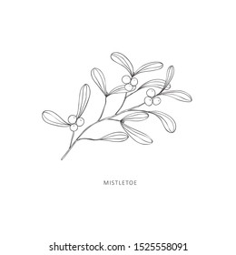 Hand Drawn Branch Of Mistletoe Plant. Line Art Vector Graphic.