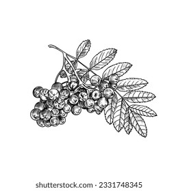 
Hand drawn branch of mountain ash with leaves and berries. Black and white drawing.  Vintage style.