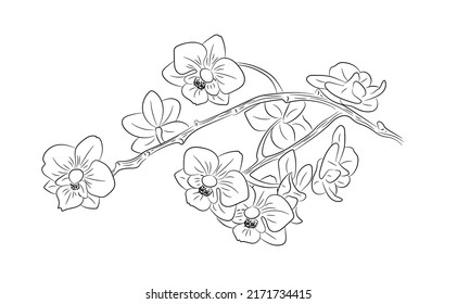 Hand drawn branch of orchid. Decorative florish design. Spring flowers in bloom.