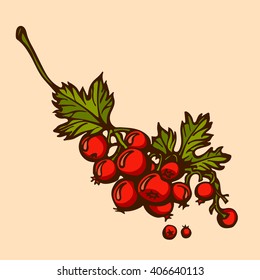 Hand drawn branch of red currant
