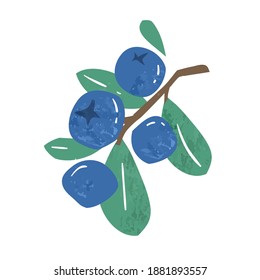 Hand drawn branch of ripe blueberries or bilberries with leaves vector flat illustration. Fresh vitamin blue berries isolated on white background. Seasonal edible plant, juicy fruit