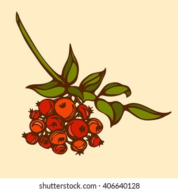 Hand drawn branch of rowan berry
