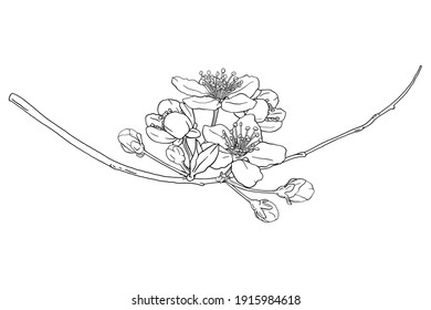 Hand drawn branch of sakura with blooms, flowers, leaves, petals.  Modern line art style. Botanical composition for card, invitation, logo, fabric print.