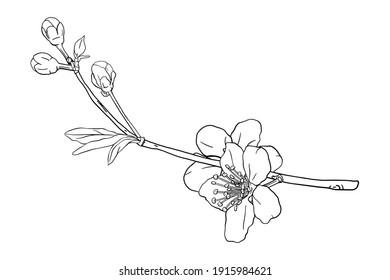 Hand drawn branch of sakura with blooms, flowers, leaves, petals.  Modern line art style. Botanical composition for card, invitation, logo, fabric print.