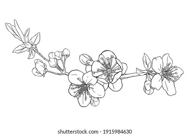 Hand drawn branch of sakura with blooms, flowers, leaves, petals.  Modern line art style. Botanical composition for card, invitation, logo, fabric print.