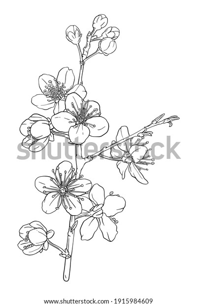 Hand Drawn Branch Sakura Blooms Flowers Stock Vector (royalty Free 