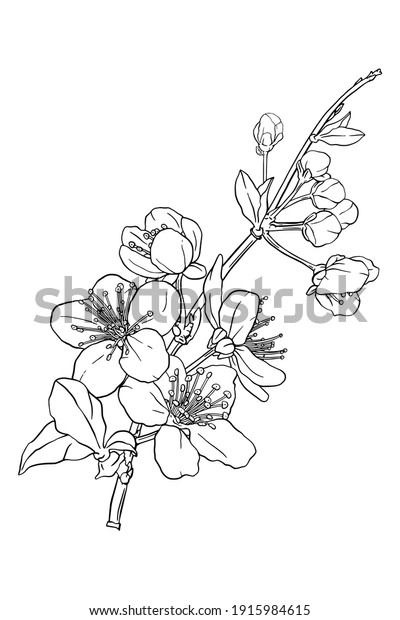 Hand drawn branch of sakura with\
blooms, flowers, leaves, petals.  Modern line art style. Botanical\
composition for card, invitation, logo, fabric\
print.