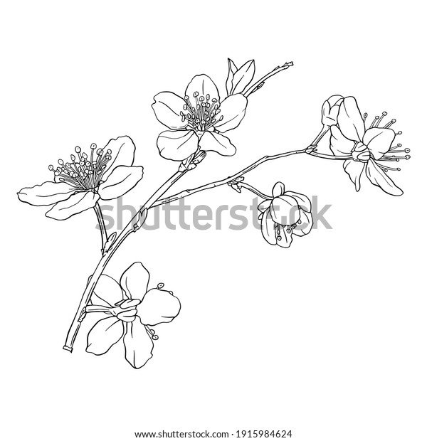 Hand Drawn Branch Sakura Blooms Flowers Stock Vector (Royalty Free ...