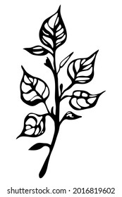 Hand drawn branch. Simple plant drawing.