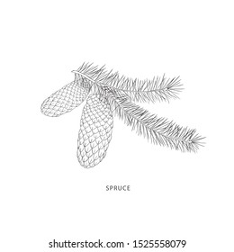 Hand drawn branch of spruce tree. Line art vector graphic.