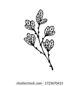 Hand drawn branch of a tree isolated on a white background. Doodle, simple outline illustration. It can be used for decoration of textile, paper and other surfaces.