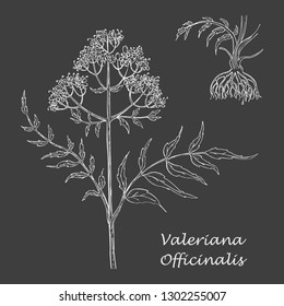 Hand Drawn Branch of Valerian with Root made as Painted with White Chalk on the Blackboard. Herbal with Latin Name Valeriana Officinalis. Herbal Medicine Component with Wide Range of Application.