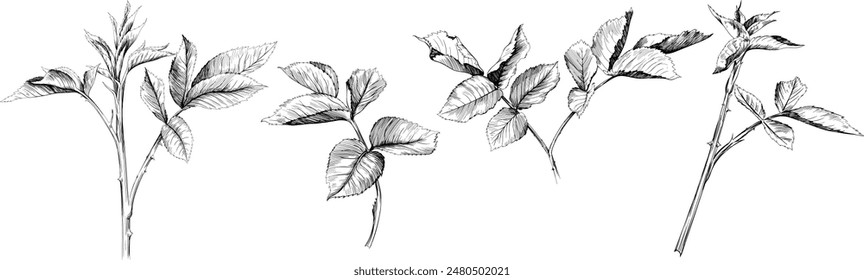 
Hand drawn branch vintage illustration. Rose leaf isolated collection element on white background. Black and white hand drawn branch vintage engraved ink art.