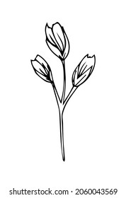 Hand drawn branch with wild flowers isolated on white background. Doodle ink element, linear botanical illustration, prints, greeting cards.