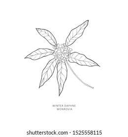 Hand drawn branch of winter daphne monrovia. Line art vector graphic.