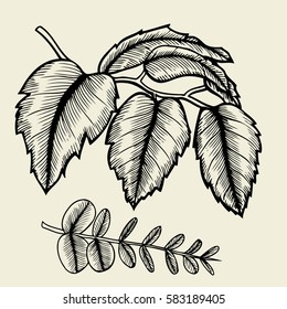 Hand drawn branches and leaves of plants. isolated on bage background.