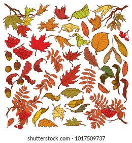 Hand drawn branches and leaves of temperate forest trees. Autumn colored floral set isolated on white background. Maple, rowanberry, oak foliage, acorns and berries. EPS10 vector illustration