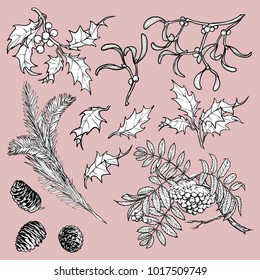 Hand drawn branches and leaves of temperate forest trees. Sketch floral set isolated on white background. Mistletoe, rowanberry, holly, Fir tree, cones and berries. EPS10 vector illustration