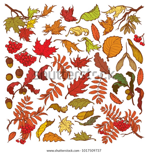 1 Mapletree Leaf Vector Images, Stock Photos & Vectors | Shutterstock