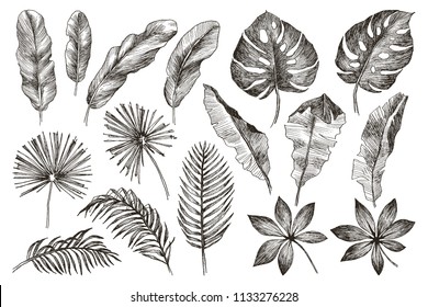 Hand drawn branches and leaves of tropical plants. Black floral set isolated on white background. High detailed botanical illustration