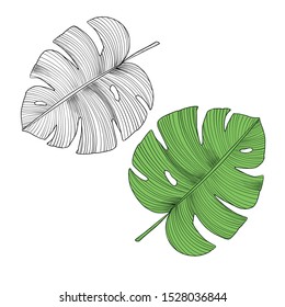Hand drawn branches and leaves of tropical plants. Engraved style illustration. 