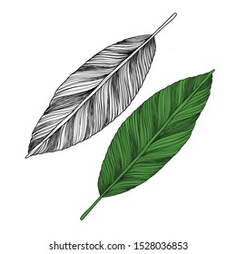 Hand drawn branches and leaves of tropical plants. Engraved style illustration. 