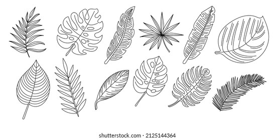 Hand drawn branches and leaves of tropical plants. Black outline isolated on a white background. Sinadenia, monstera, palm leaf 